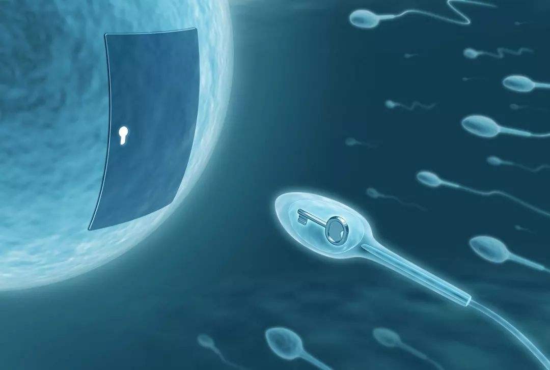 男性在备孕期间应该禁欲多长时间才能生出精子质量好的男孩？